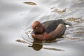 Ferruginous duck swims on the lake Royalty Free Stock Photo