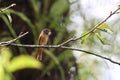 Ferruginous Flycatcher