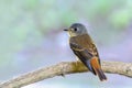 Ferruginous Flycatcher or Muscicapa ferruginea.