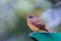 Ferruginous Flycatcher or Muscicapa ferruginea.