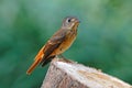 Ferruginous Flycatcher Muscicapa ferruginea Beautiful Birds of Thailand