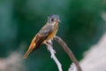 Ferruginous Flycatcher Muscicapa ferruginea Beautiful Birds of Thailand perching on the tree