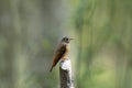 Ferruginous Flycatcher, Muscicapa ferruginea, Neora Valley National Park