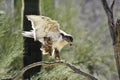 Ferruginous hawk