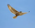 Ferruginous Hawk