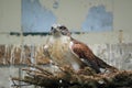 Ferruginous hawk Royalty Free Stock Photo