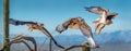 Ferruginous Hawk on branch in Sonoran Desert Flying Sequence Royalty Free Stock Photo