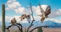 Ferruginous Hawk on branch in Sonoran Desert Flying Sequence