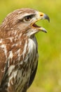 Ferruginous hawk or Butea regalis