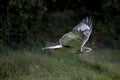 Ferruginous Hawk, buteo regalis, Adult in Flight Royalty Free Stock Photo