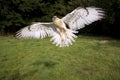 Ferruginous Hawk, buteo regalis, Adult in Flight Royalty Free Stock Photo