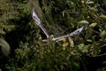 Ferruginous Hawk, buteo regalis, Adult in Flight Royalty Free Stock Photo