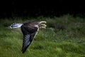 Ferruginous Hawk, buteo regalis, Adult in Flight Royalty Free Stock Photo