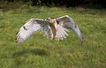 Ferruginous Hawk, buteo regalis, Adult in Flight Royalty Free Stock Photo