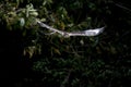 FERRUGINOUS HAWK buteo regalis, ADULT IN FLIGHT Royalty Free Stock Photo