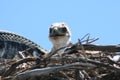 Ferruginous hawk Buteo regalis 7 Royalty Free Stock Photo