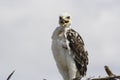 Ferruginous hawk Buteo regalis 7 Royalty Free Stock Photo