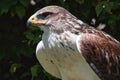 Ferruginous hawk Buteo regalis Royalty Free Stock Photo