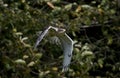 Ferruginous Hawk, buteo regalis in Flight Royalty Free Stock Photo