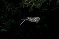 Ferruginous Hawk, buteo regalis in Flight Royalty Free Stock Photo