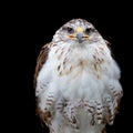 Ferruginous Hawk, Buteo regalis. Isolated on black.