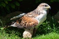 Ferruginous hawk Buteo regalis Royalty Free Stock Photo