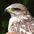 Ferruginous hawk Buteo regalis Royalty Free Stock Photo