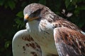 Ferruginous hawk Buteo regalis Royalty Free Stock Photo