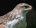 Ferruginous hawk Buteo regalis Royalty Free Stock Photo