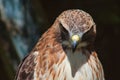 Ferruginous hawk Buteo regalis Royalty Free Stock Photo