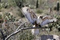 Ferruginous hawk controlled situation