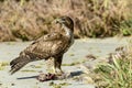 Ferruginous hawk, don edwards nwr, ca