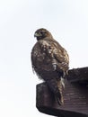 Ferruginous hawk, don edwards nwr, ca