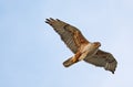 Ferruginous Hawk in Flight Royalty Free Stock Photo