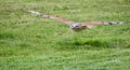 Ferruginous hawk in flight Royalty Free Stock Photo