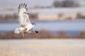 Ferruginous hawk flying as it leaves the ground