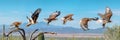 Ferruginous Hawk flying. Isolated hawk Sequence blue sky Royalty Free Stock Photo