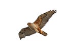 Ferruginous Hawk Isolated