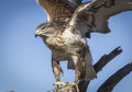 Ferruginous Hawk Royalty Free Stock Photo
