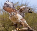 Ferruginous Hawk