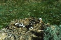 Ferruginous Hawk Nest