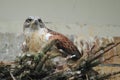 Ferruginous hawk Royalty Free Stock Photo