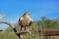 Ferruginous hawk on a perch Royalty Free Stock Photo