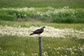 Ferruginous Hawk