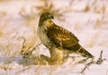 Ferruginous Hawk With prey in Snow Royalty Free Stock Photo