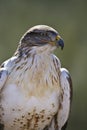 Ferruginous Hawk in profile Royalty Free Stock Photo
