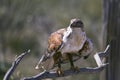 Ferruginous Hawk at the ready