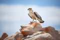ferruginous hawk on a rock formation, desert Royalty Free Stock Photo