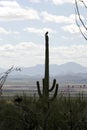 Ferruginous hawk sitting on a cactus Royalty Free Stock Photo