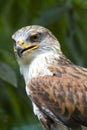 Ferruginous Hawk stare